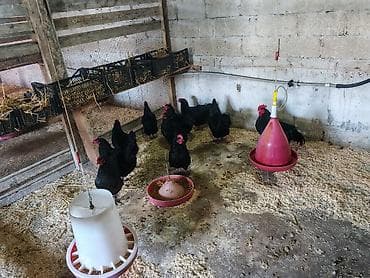 kend yumurtası: Avstrolop sortu mayalı yumurtalar var — 3