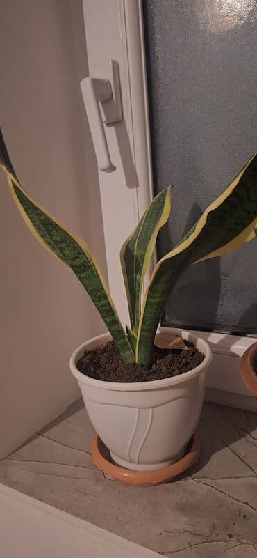 Çöl bitkiləri: Zamioculcas zamiifolia (ZZ plant) – qəhvəyi plastik dibçəklə birlikdə — 3