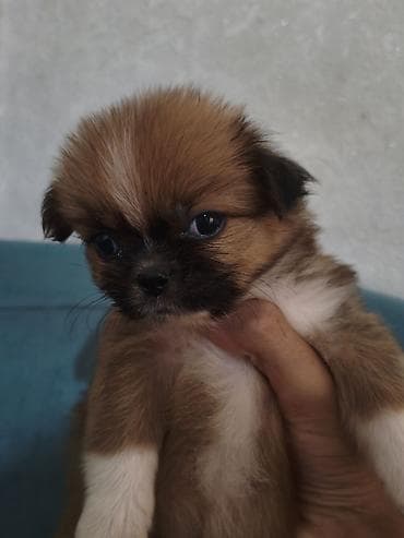 ağ afcarka: Pekines, 3 ay, Ünvandan götürmə — 4