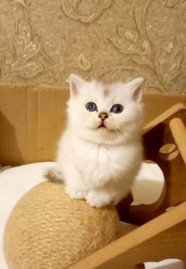 etibarlı əllərə verilir: Britan, Erkək, Dişi, Yaxşı əllərə, Ünvandan götürmə — 3