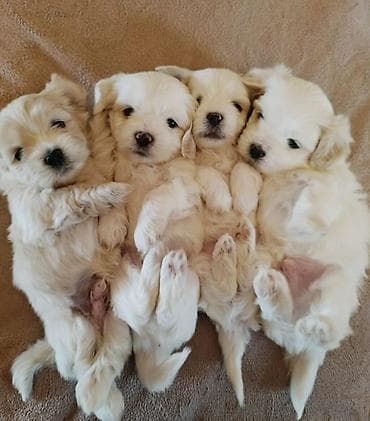 xaski gence: 1 ay — 1