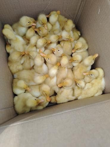 капибара купить в баку: Pekin ördəy balaları qiymət 2.5 manat rayon daxili çatdırılma var çox — 1