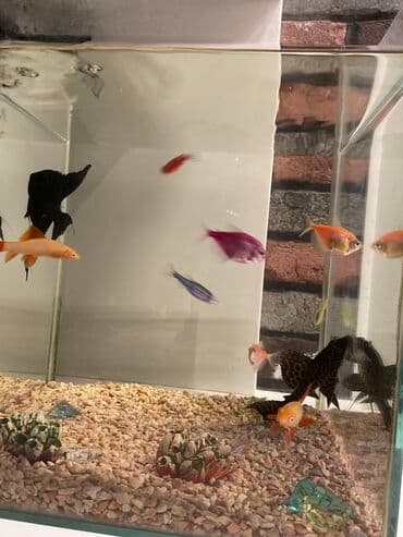 oskar balığı: Akvarium, balıqlarla birlikdə satılır 120 AZN. Ödənişli çatdırılma ilə — 2