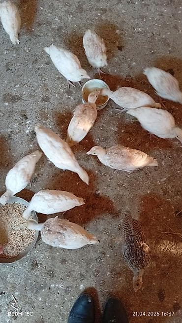 Dişi, Amerika, Ətlik, Ünvandan götürmə