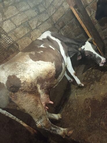 simmental inək cinsi: Südlük inəklər və buzov - Şəkillərdə iki südlük inək və bir buzov — 5