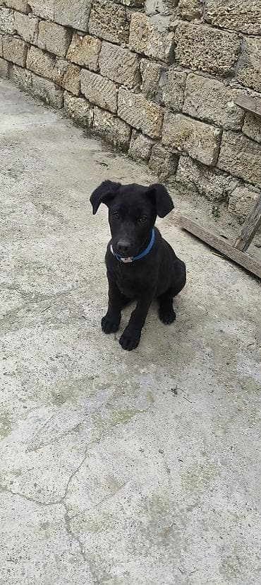 top 3 ev heyvanları: Labrador-retriver, 3 ay, Dişi, Peyvəndli, Ünvandan götürmə — 6