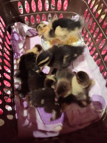 Erkək, Ətlik, Ünvandan götürmə lalafo.az -da Erkək, Ətlik, Ünvandan götürmə