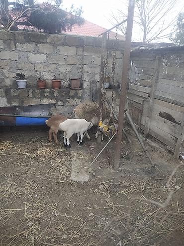 Qoyun və quzular – təsərrüfat üçün hazır sürü - Bir neçə ana qoyun və