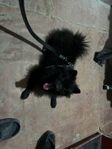 шпиц бу цена: Шпиц — 1