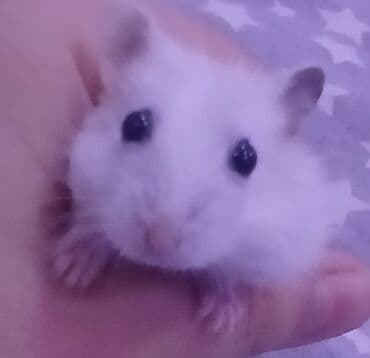 Seplər: Ağ tüklü, balaca ev heyvanı – cins hamster - Rəng: tam ağ (qara — 1
