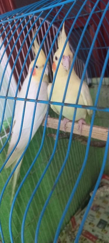 taxta yeşik: Salam Erkek Satilir Tam cute hazir Yas yarimliq.Disi uctu deye tek — 3