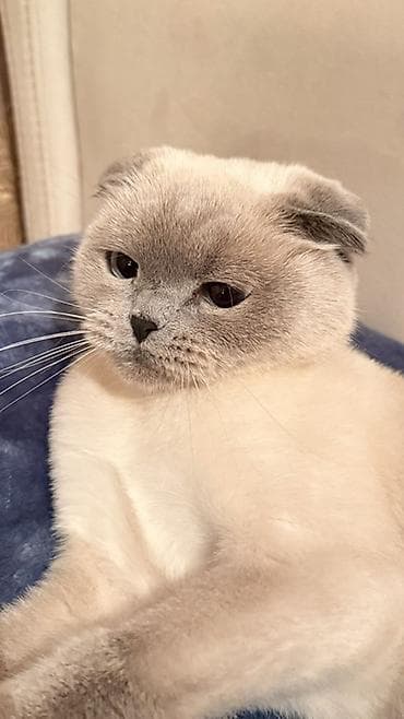 pers pişiy: Şotland yastı qulaq, Dişi — 3