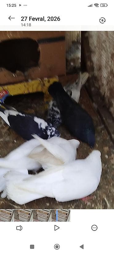 Evdarlıq üçün göyərçinlər - Növlər və rənglər: ağ, qara-ağ qarışıq və