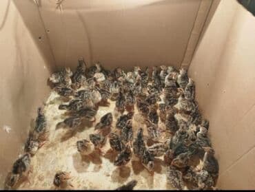 Lincoln: Amerikan bronz hind quşu balaları satılır!!! Hər həftə çıxışımız var — 1