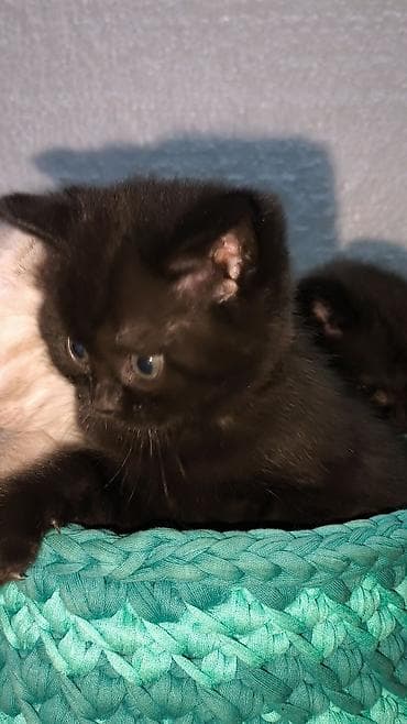 itler pikines type 1: Cins pişiklərdir atası britan, anası şotland satılır 40 gunlukdu qum — 4