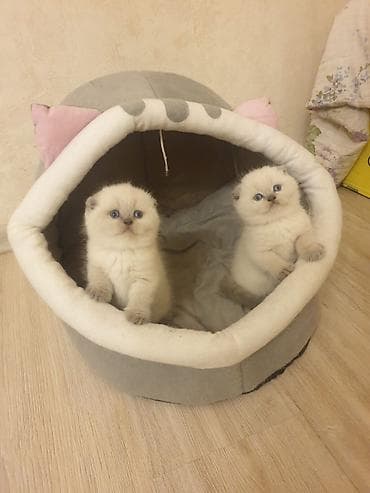 mingəcevir pişik: Şotland yastı qulaq — 3