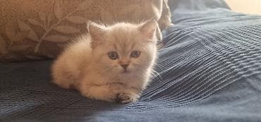 van pisiyi satilir: Britan — 2