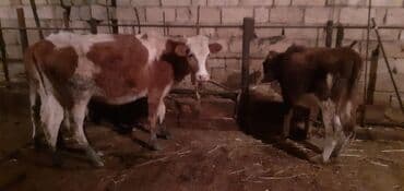 Şəxsi təsərufatda Saxlanan 5 ədəd Dişi Damazlig Dana 2 si 1200