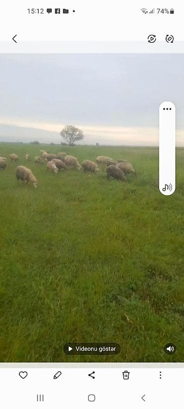 Inəklər, öküzlər: Qoca boqaz qoyunar 50 bas

Əlavə məlumat üçün yazın — 1