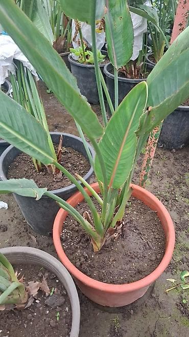 pilasdik qaplar: 25 35 40 Bitki: Strelitzia nicolai (Ağ qu quşu/White Bird of Paradise) — 1