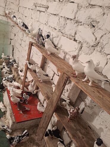 heyvanlara verilen adlar: Ev göyərçinləri – müxtəlif rəng və naxışlarda böyük sürü - Növ — 5