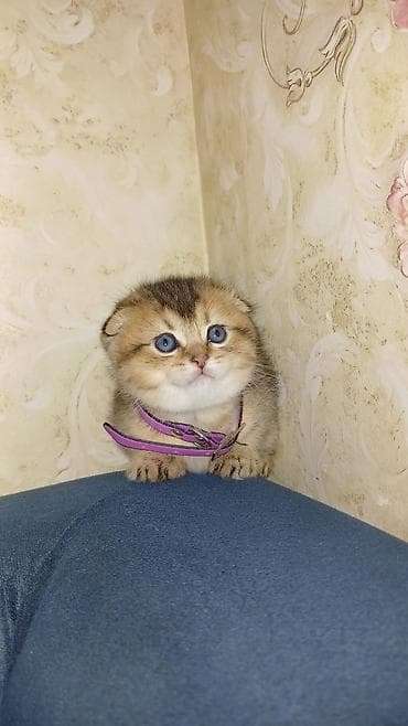 pişim: Britan, Pulsuz çatdırılma — 5