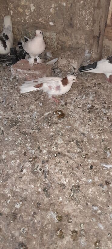 ayliq 10 azn internet: Birinin qiymeti 10 manat tutma quslardi. bekar adamlar narahat — 3