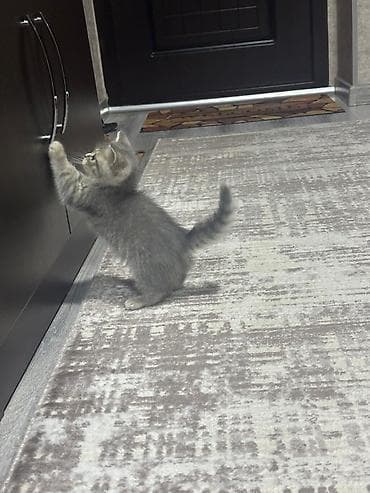 pișik: Erkək, Pulsuz çatdırılma — 2