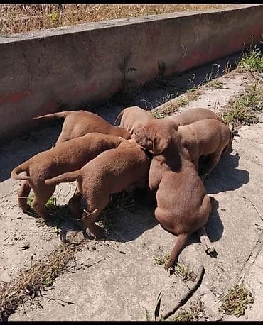 pitbull bala: Pitbul, 2 ay, Dişi — 3