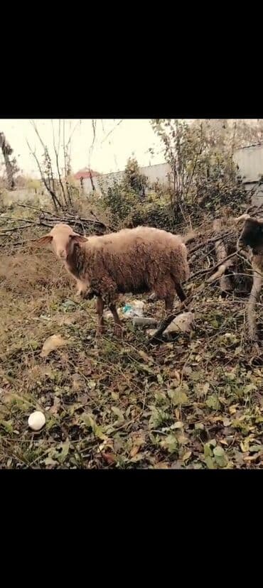 qurbanlıq qoyun qiymətləri 2024: Qoyun sürüsü – ət və yun istiqaməti - Növ: Yerli qarışıq cinslər (ağ — 6