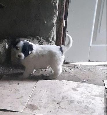 etlik cuce satisi: Qafqaz çoban iti, Dişi — 1