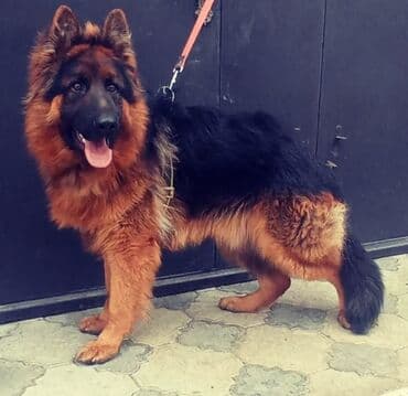 немецкие овчарки щенки купить: Немецкая овчарка, Самец — 2