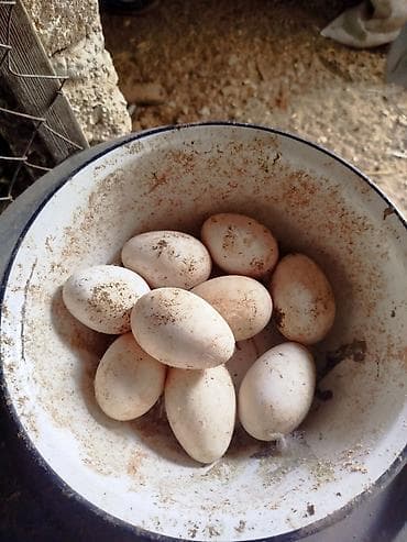 гусь: Qaz yumurtası mayalı - Təsvir: Ev şəraitində saxlanılan qazlardan — 1