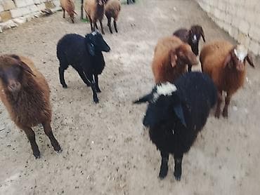 Qoyun sürüsü – qaragül tipli, müxtəlif rənglərdə (qara, tünd lalafo.az -da Qoyun sürüsü – qaragül tipli, müxtəlif rənglərdə (qara, tünd