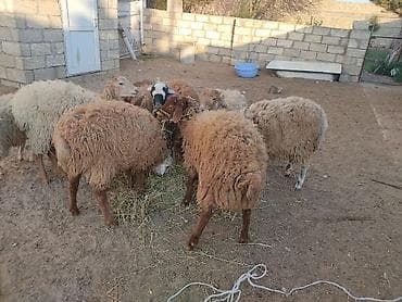 Digər heyvanlar: Erkey qoyunlar 8 eded hamsi erkeydi — 2
