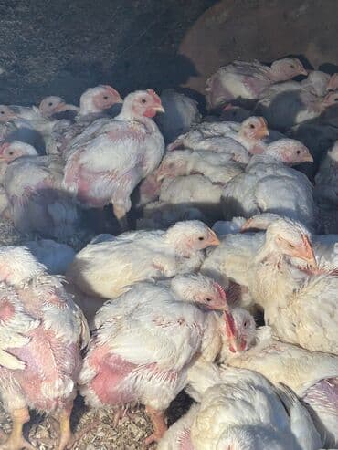 hinduşqa cücələri: Toyuq cücələri, Ətlik, Ünvandan götürmə — 5