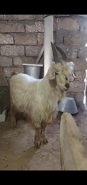 heyvan bazari keci: Erkək, Zanen, il: 10, Damazlıq, Ətlik, Ünvandan götürmə — 1