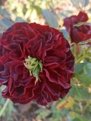 xedice gulu: Saqı Gülçülük – Tərtərin ən gözəl gülləri Bir gül təkcə ətriylə deyil — 22