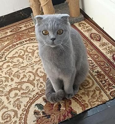 Şotland yastı qulaq