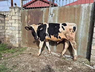 Yemlər: Təmiz cins danadı əsil damazlıqdı erkəydi — 4