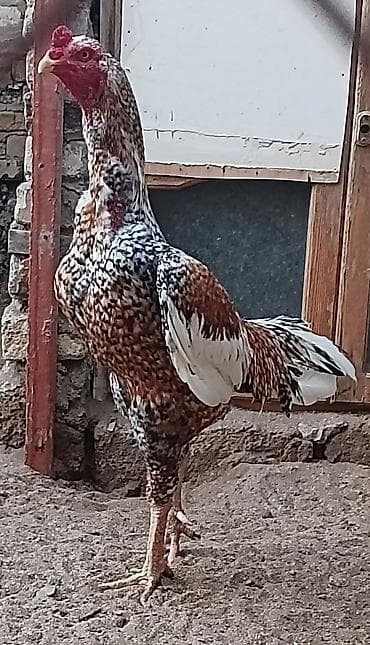 Şekilde gorduyunuz Pileymut Heyratı xouzdan olan mayalı yumurtalar