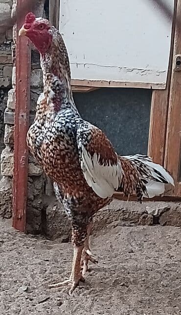 Keçi, çəpiş: Şekilde gorduyunuz heyratı xoruzlardan olan mayalı yumurtalar — 3