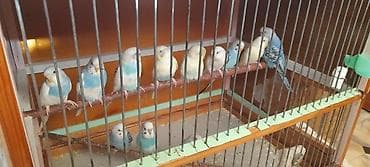 Quşlar 10azn
sarı quş 20azn lalafo.az -da Quşlar 10azn
sarı quş 20azn