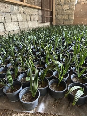 zefir bitkisi: Finik toxumu ve hazir qabda olan satılır 95 % cıxır . Xarici yaxşı — 4