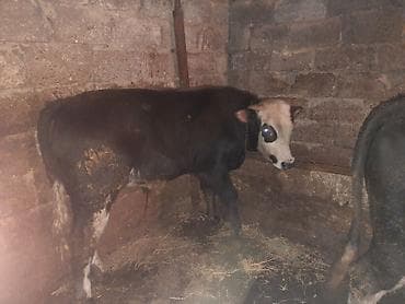 holşteyn inək: Qiymet cutune aiddi Ikside super etdi qanli mallardi boyuk 165 kicik — 3