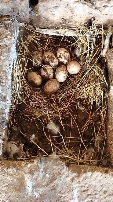 yumurta yagi: Ördək yumurtası - Təsvir: Şəkillərdə təsvir olunan, samanla — 6