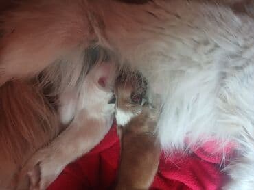 it gəncə: Pekines, 1 ay, Erkek — 3