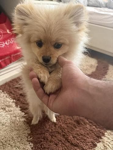 Şpitz, 7 ay, Erkek, Peyvəndli lalafo.az -da Şpitz, 7 ay, Erkek, Peyvəndli