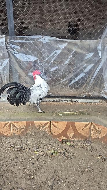 Pişiklər: Salam tam sağlam heyvandı 11 aylıqdı brekel cinsidi — 4