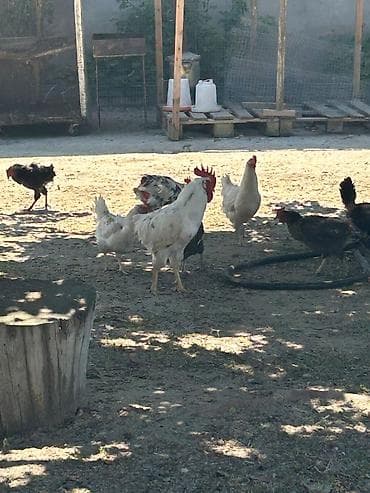 hindquşu: Salam Gördüyünüz heyvanlar satılır 1 cüt hindquşu 160 manat 5 dene — 4